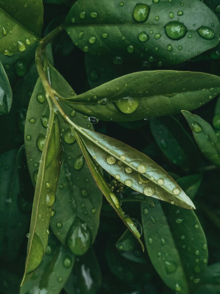 De veelzijdigheid van laurier blad: meer dan een keukenkruid