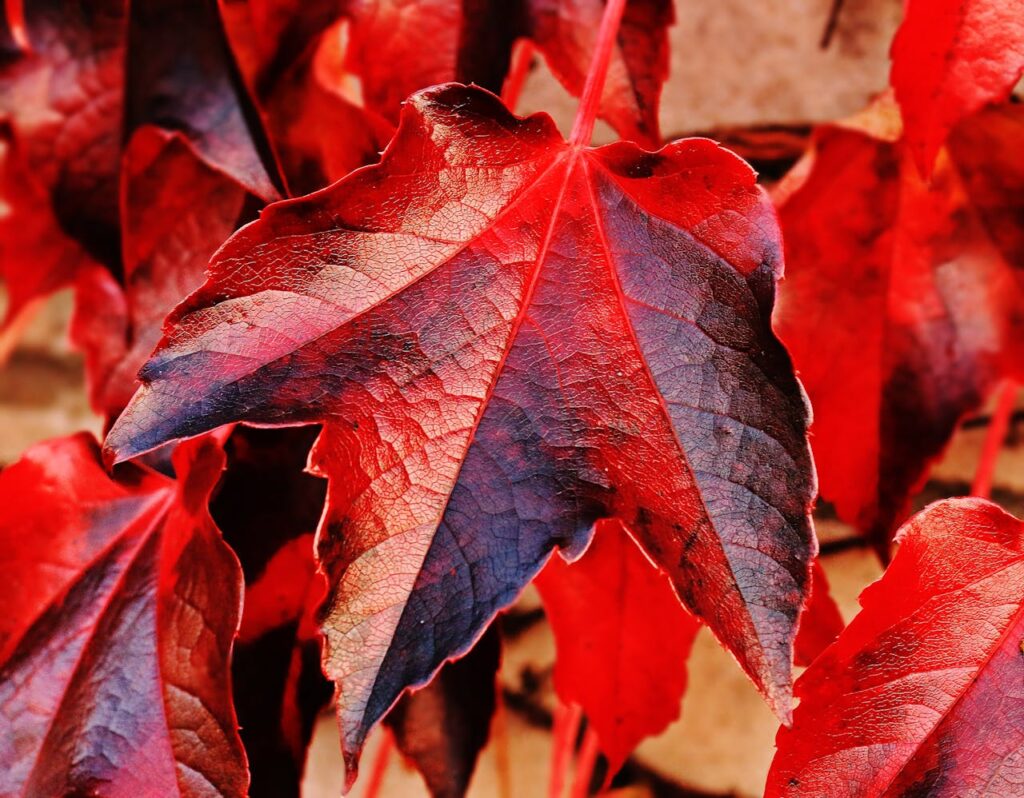 Vaste planten met rood blad brengen kleur in je tuin