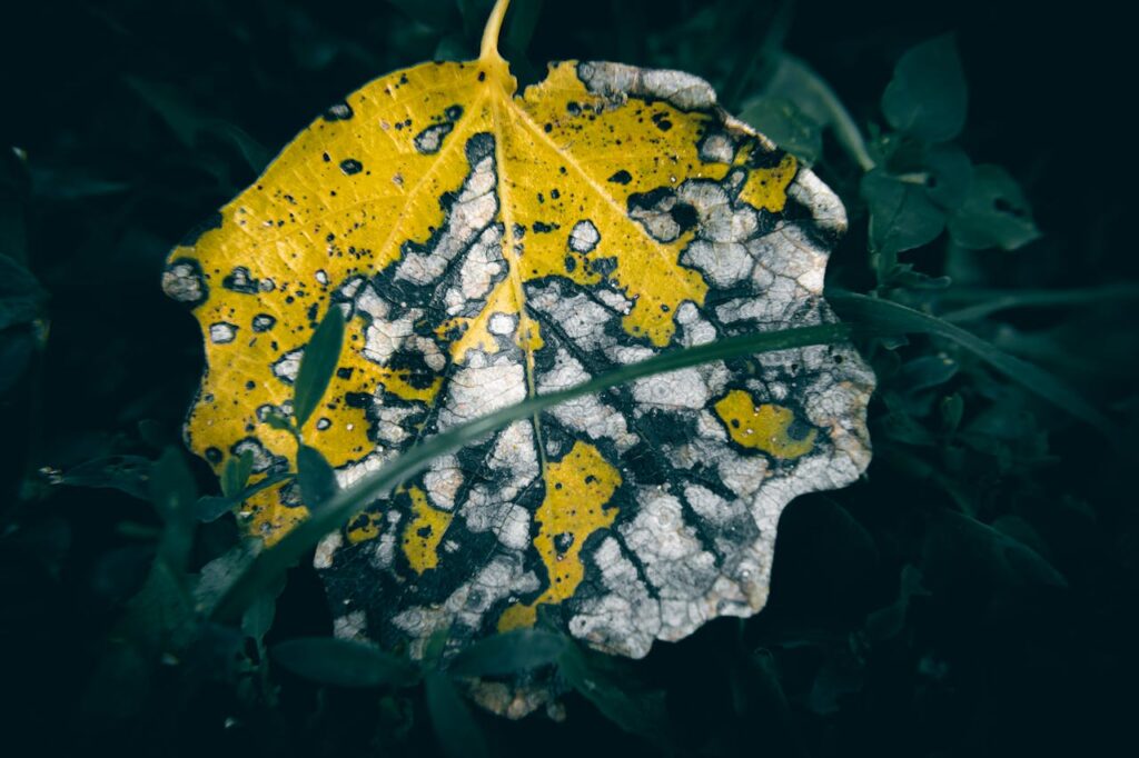 Het opvallende blad van de populier: alles over vorm, groei en herkenning