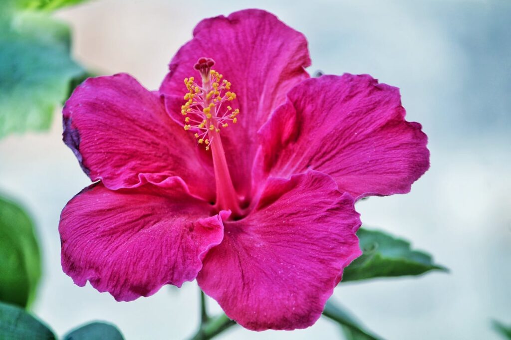 De kleurrijke wereld van de hibiscus bloem