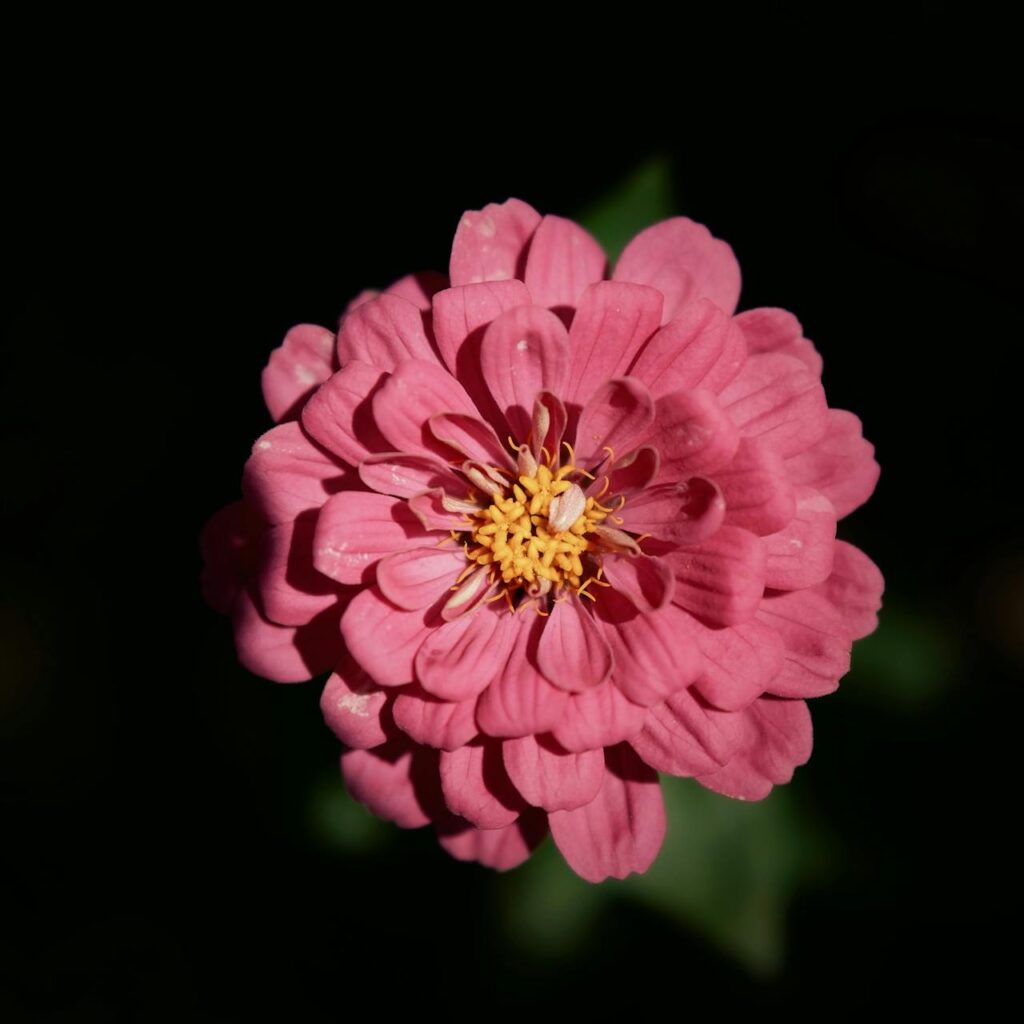 De bijzondere betekenis en geuren van de melati bloem